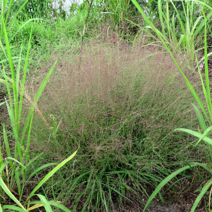 Eragrostis spectabilis ~ Purple Lovegrass