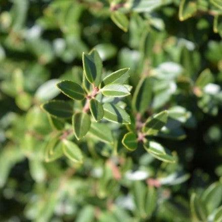 Ilex crenata 'Hoogendorn' ~ Hoogendorn Holly