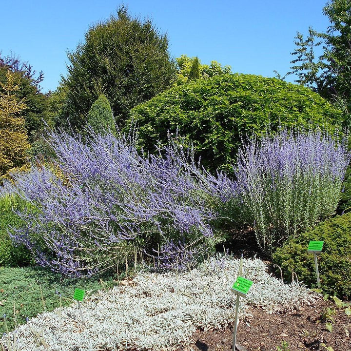 Perovskia atriplicifolia 'Little Spire' ~ Little Spire Russian Sage