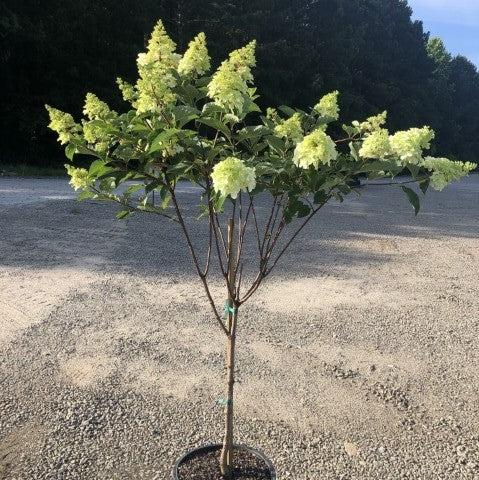 Hydrangea paniculata 'Renba' PP28,509 ~ First Editions® Berry White® Hydrangea