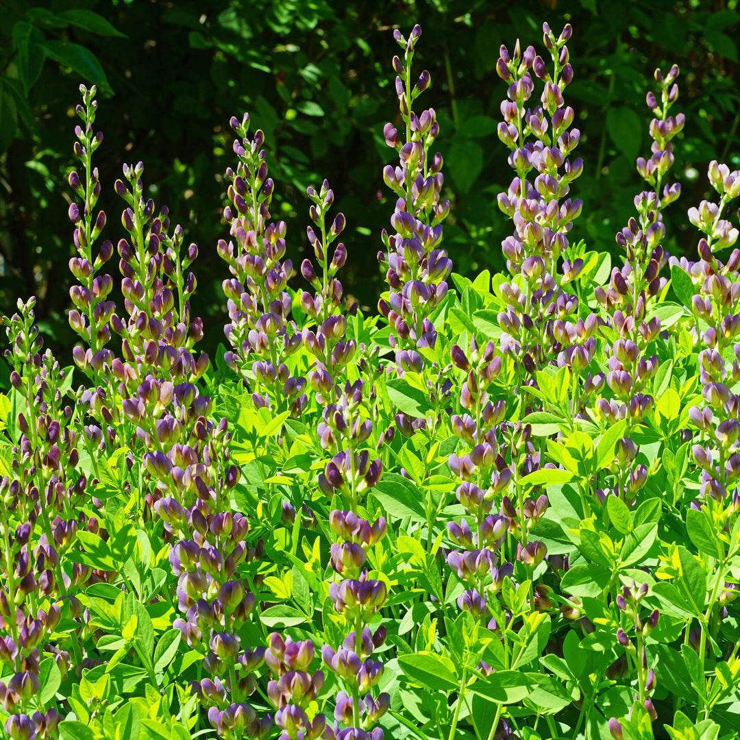 Baptisia 'Grape Taffy' ~ Grape Taffy False Indigo