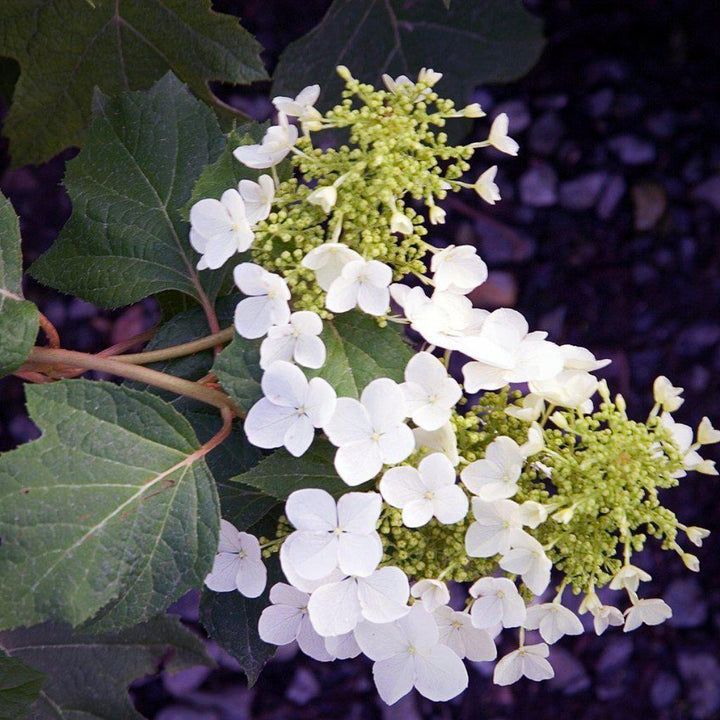 Hydrangea quercifolia 'Pee Wee' ~ Pee Wee Oakleaf Hydrangea