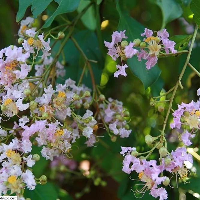 Lagerstroemia indica x fauriei 'Muskogee' ~ Muskogee Crape Myrtle