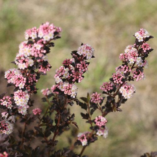 Physocarpus opulifolius 'SMNPOTW' ~ Tiny Wine® Ninebark