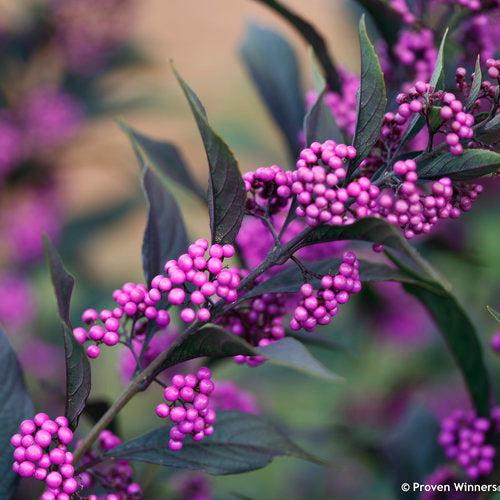 Callicarpa 'Pearl Glam' ~ Pearl Glam® Beautyberry