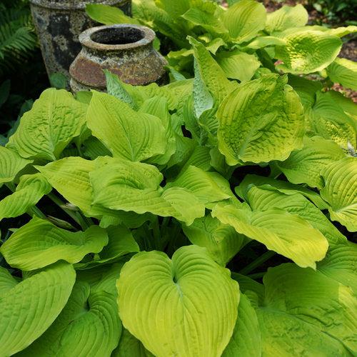 Hosta 'Coast To Coast' PP26,469 ~ PW® Shadowland® Coast To Coast Hosta