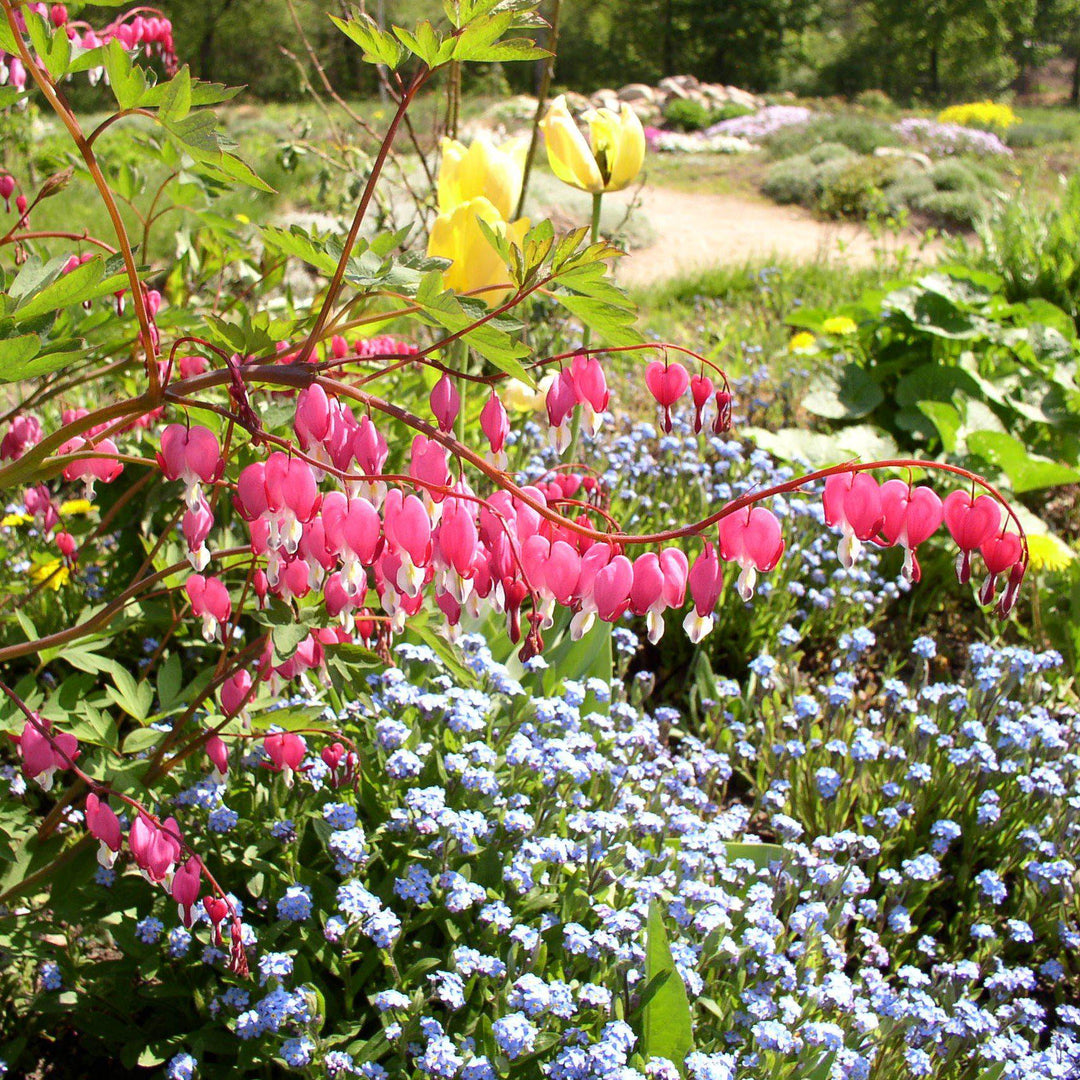 Dicentra spectabilis ~ Asian Bleeding Heart