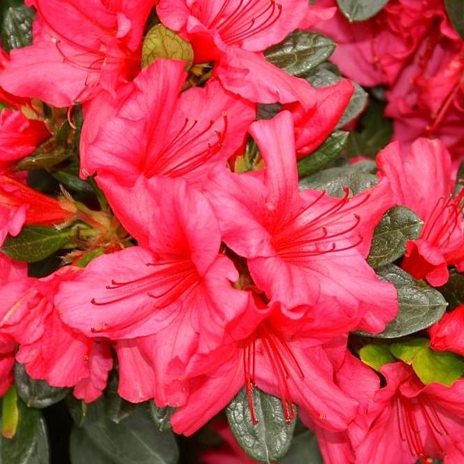 Rhododendron x Girard 'Girard's Rose' ~ Girard's Rose Azalea