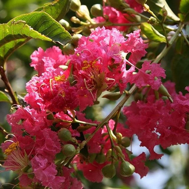 Lagerstroemia indica x fauriei 'Tuskegee' ~ Tuskegee Crape Myrtle