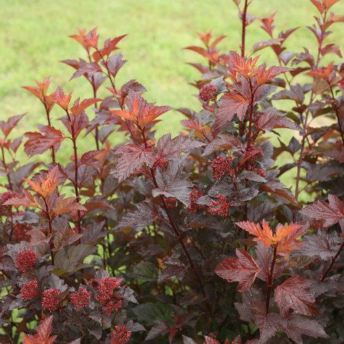 Physocarpus opulifolius 'SMNPOBLR' USPP 28,695 ~ Ginger Wine™ Ninebark