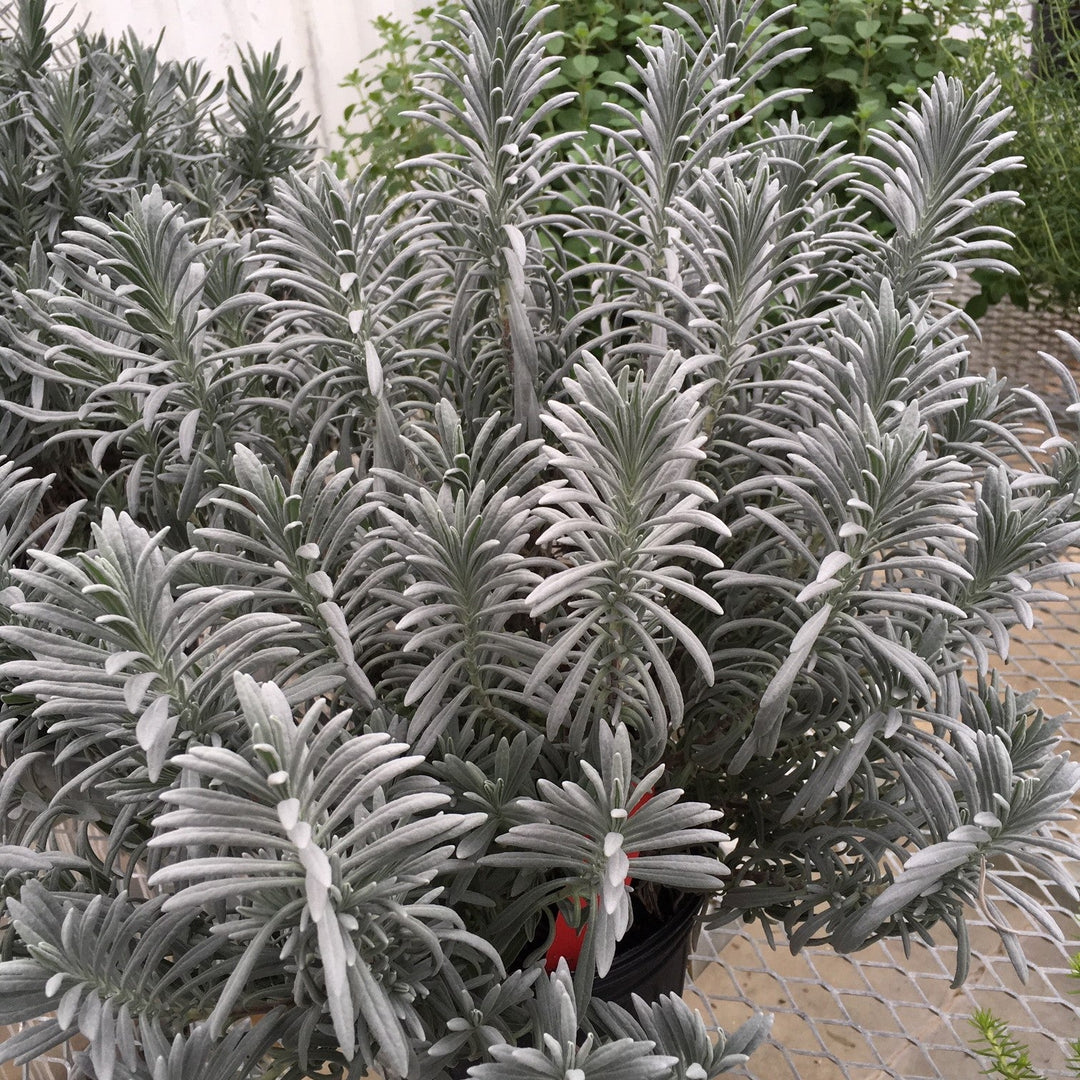 Lavandula x intermedia 'Tesseract' ~ Sensational!® Lavender