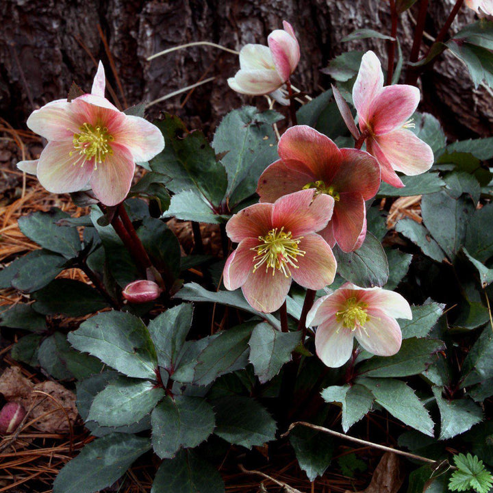 Helleborus x ballardiae 'Coseh 930' ~ HGC® Mahogany Snow Lenten Rose