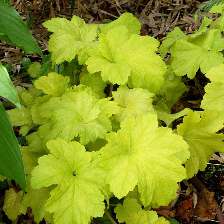 Heuchera 'Electric Lime' ~ Electric Lime Coral Bells