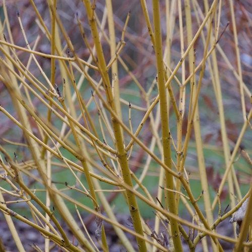 Cornus stolonifera 'SMNCSBD' ~ PW® Arctic Fire® Cornejo de ramita amarilla