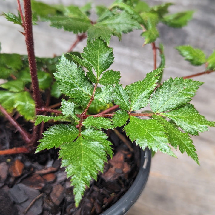 Astilbe chinensis 'Vision in Red' ~ Vision in Red Chinese Astilbe