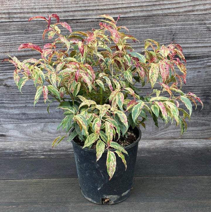 Leucothoe fontanesiana 'Rainbow' ~ Rainbow Drooping Leucothoe