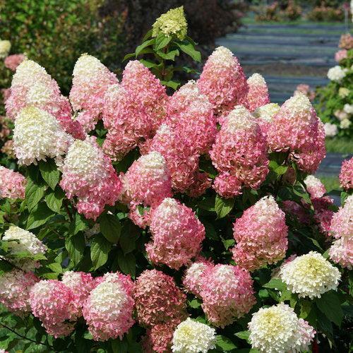 Hydrangea paniculata 'SMNHPM' ~ Quick Fire Fab® Hydrangea