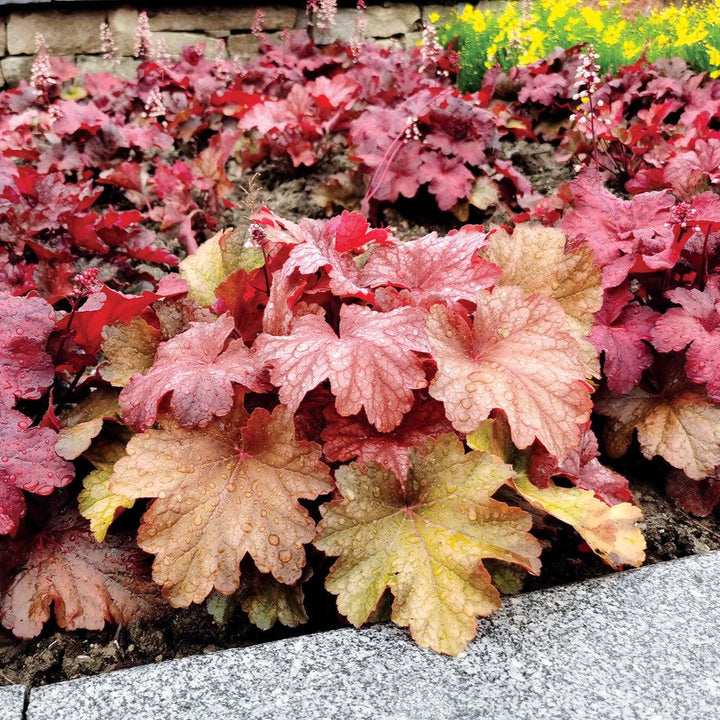 Heuchera 'Rio' ~ CITY™ Rio Heuchera