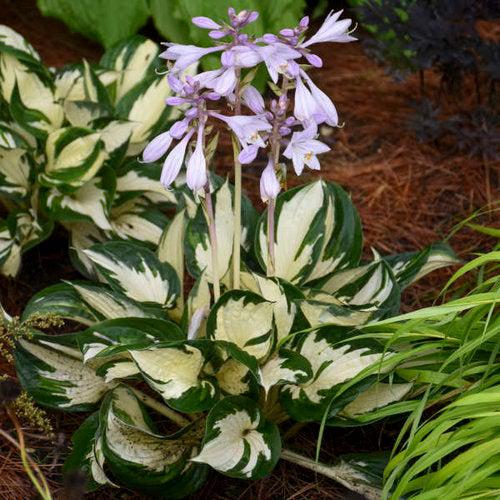 Hosta 'Fire and Ice' ~ Fire and Ice Hosta