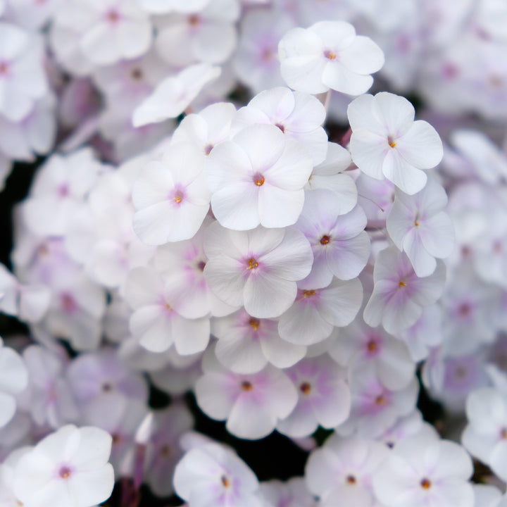 Phlox 'Fashionably Early Crystal' PP28679~ Fashionably Early™ Crystal  Phlox