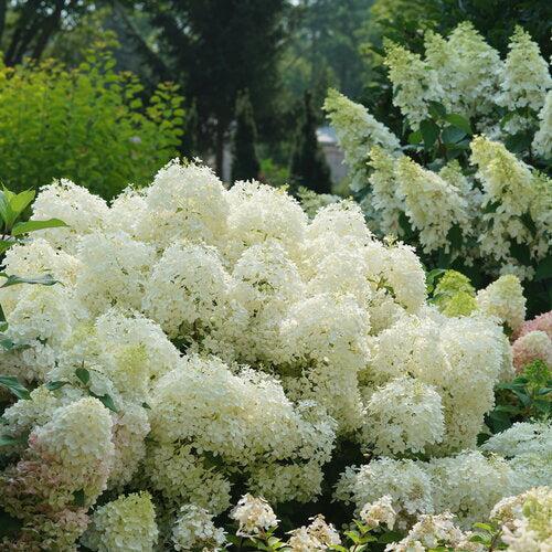 Hydrangea paniculata 'NCHP1' ~ PW® Puffer Fish® Hydrangea