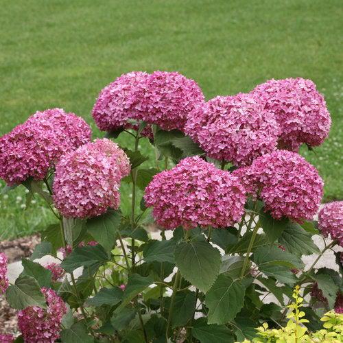 Hydrangea arborescens 'NCHA7' PP 30,358 ~ Invincibelle Mini Mauvette® Smooth Hydrangea