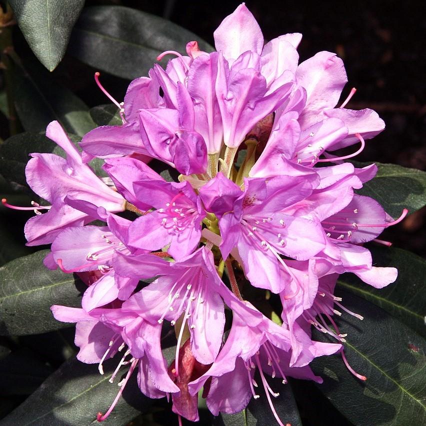 Rhododendron 'English Roseum' ~ English Roseum Rhododendron