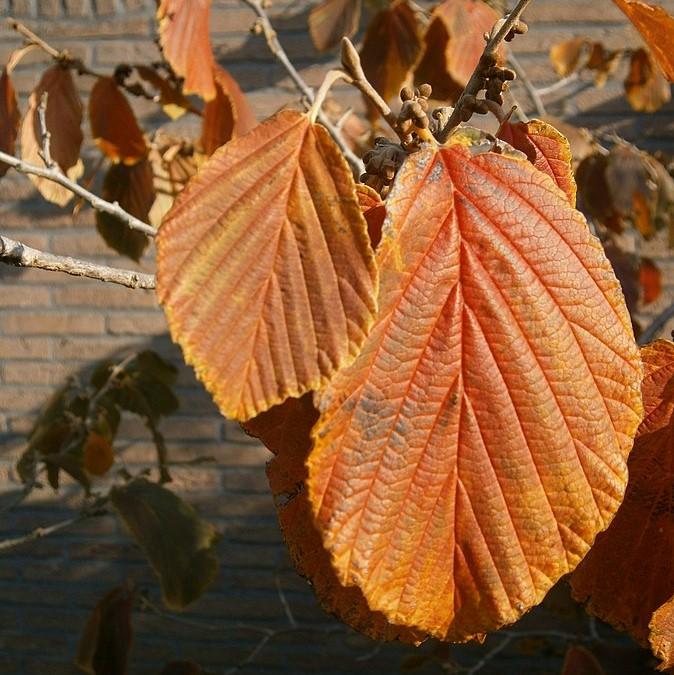 Hamamelis x intermedia 'Jelena' ~ Jelena Witch Hazel