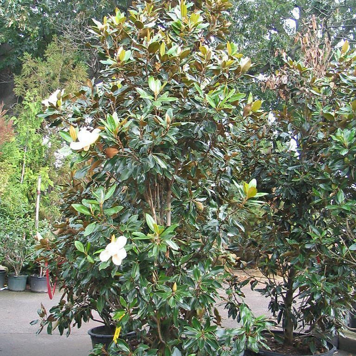 Magnolia grandiflora 'Pequeña joya' ~ Pequeña joya Magnolia