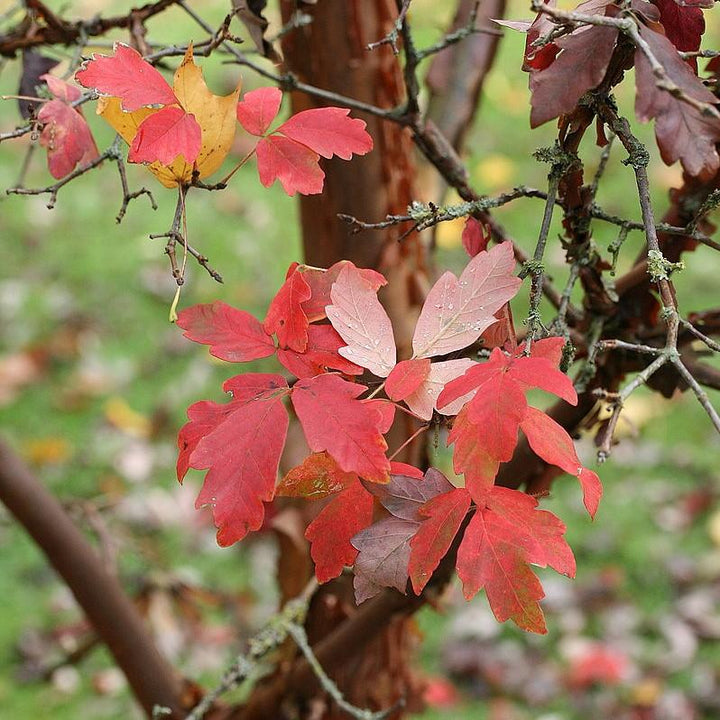 Acer griseum ~ Paperbark Maple