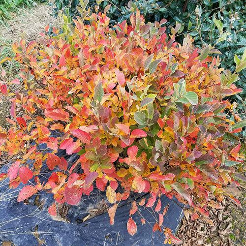 Fothergilla x intermedia 'NCFI1' USPP 34,139 ~ Legend of the Small® Fothergilla