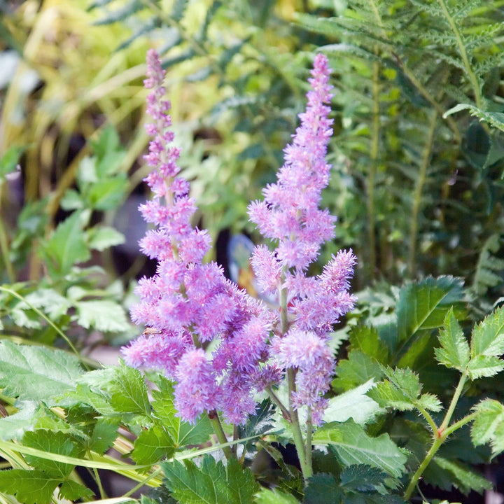 Astilbe chinensis 'Visions' ~ Visions Chinese Astilbe, False Goat's Beard