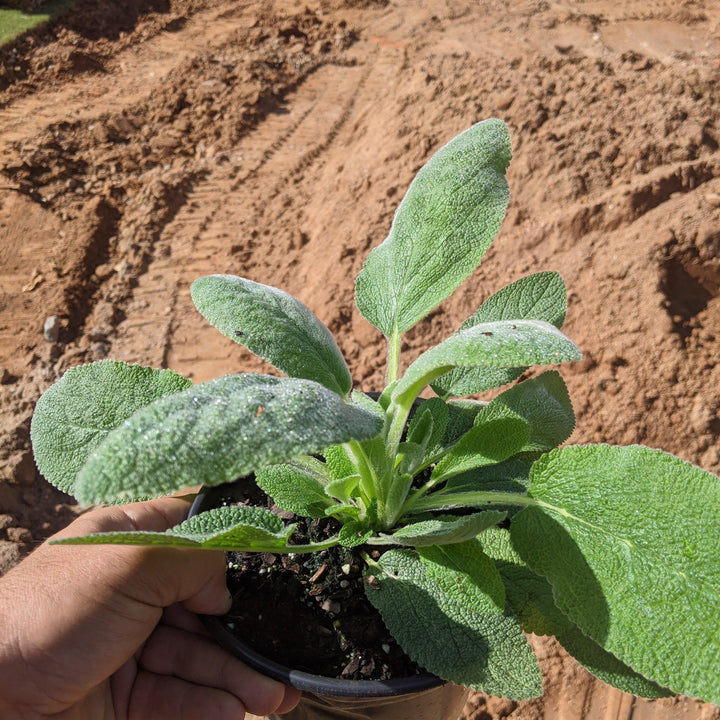 Stachys byzantina 'Helene von Stein' ~ Giant Lamb's Ear