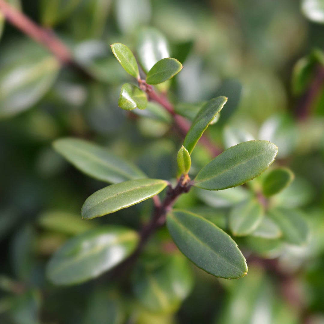 Ilex crenata 'Behive' ~ Colmena de acebo japonés