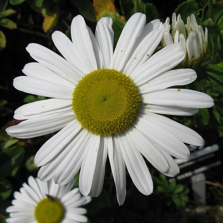 Nipponanthemum niponicum ~ Nippon Daisy