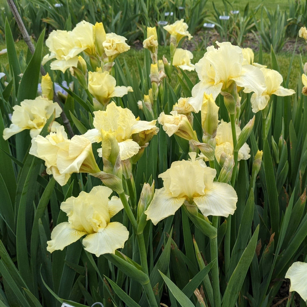 Iris germanica 'Maui Moonlight' ~ Maui Moonlight Bearded Iris