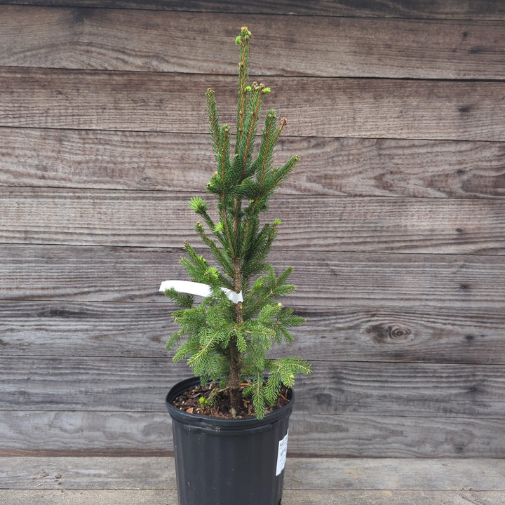 Picea abies 'Cupressina' ~ Columnar Norway Spruce, Fastigate Norway Spruce