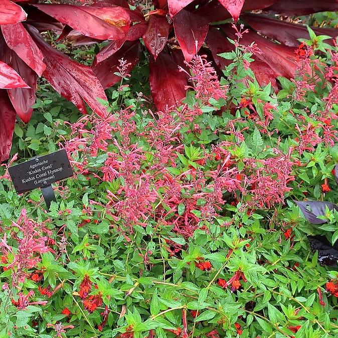 Agastache ‘Kudos Coral’ ~ Kudos™ Coral Hummingbird Mint, Hyssop