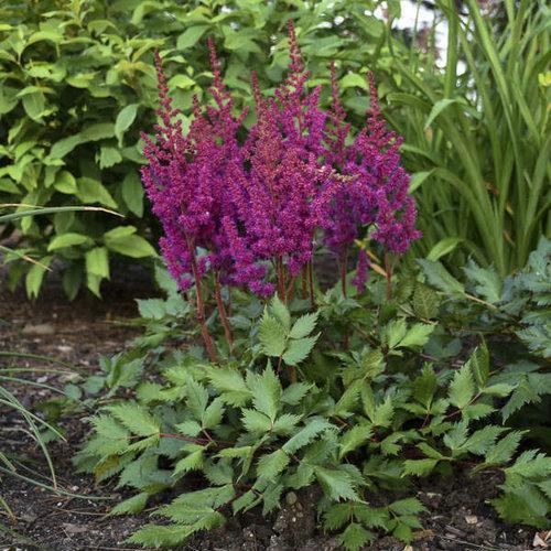 Astilbe chinensis 'Vision in Red' ~ Vision in Red Chinese Astilbe