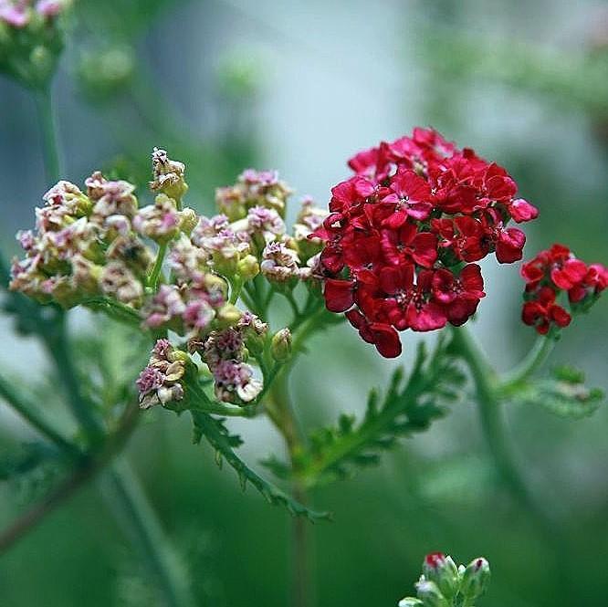 Achillea millefolium 'Paprika' ~ Paprika Yarrow