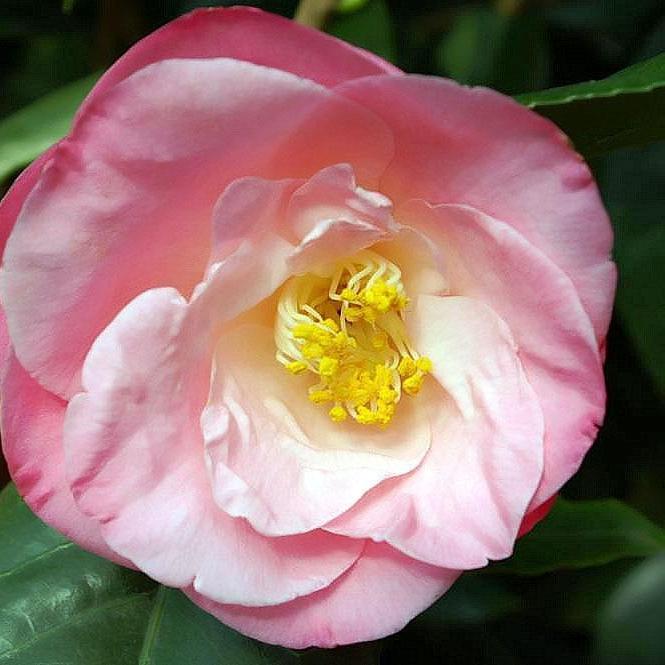 Camellia japonica 'Recordado de abril' ~ Recordado de abril Ice Angels® Camellia