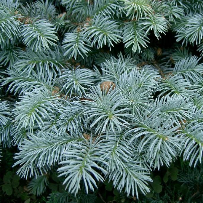 Picea pungens 'Globosa' ~ Globe Blue Spruce