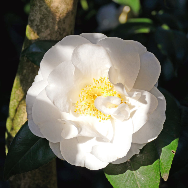 Camellia japonica 'White Empress' ~ White Empress Camellia