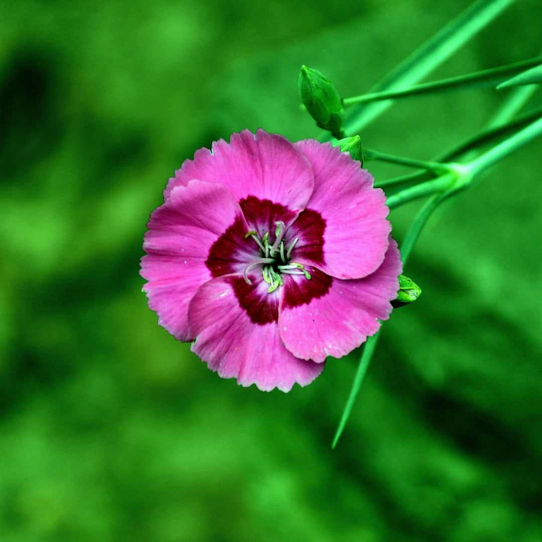 Dianthus 'Wp17 Pie54’ PP30,245 ~ American Pie™ Bumbleberry Pie Dianthus