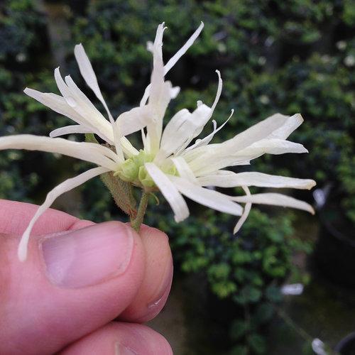 Loropetalum chinense 'Hakuou' ~ Jazz Hands® Dwarf White Fringe Flower