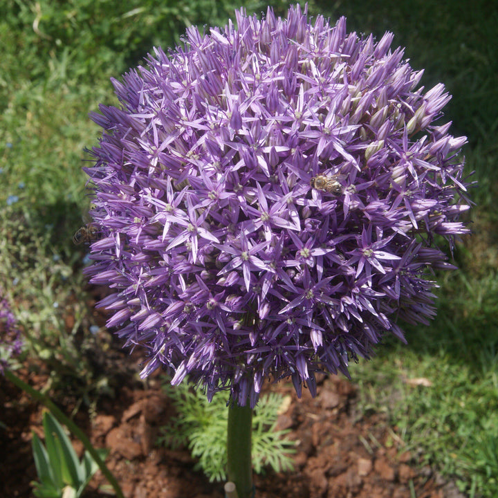 Allium 'Globemaster' ~ Globemaster Ornamental Onion