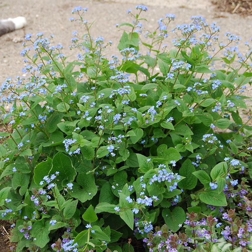 Brunnera macrophylla ~ Siberian Bugloss