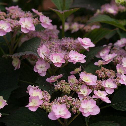 Hydrangea serrata 'MAKD' ~ Tiny Tuff Stuff™ Hydrangea