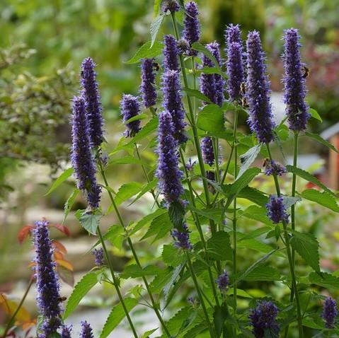 Agastache x 'Black Adder' ~ Black Adder Giant Hyssop