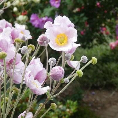 anemonemoco様【4点】 Anemone 'Macane004' ~ Dreaming Swan™ Anemone – JTSOP Farms